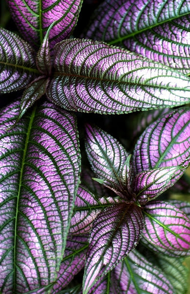 Bright pink and green striped leaves of the Persian Shield